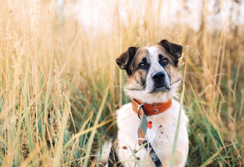 Help feed rescued dogs